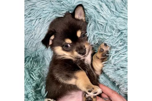 成約済の大分県のミックス犬-363419の9枚目