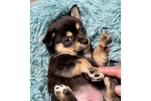 成約済の大分県のミックス犬-363419の8枚目