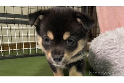 成約済の大分県のミックス犬-363419の7枚目