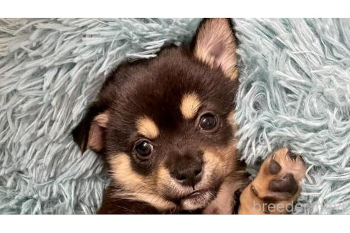 成約済の大分県のミックス犬-363419の5枚目