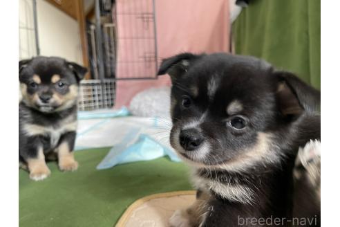 成約済の大分県のミックス犬-363420の18枚目