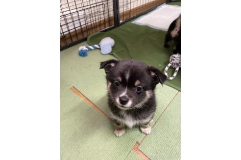 成約済の大分県のミックス犬-363420の17枚目