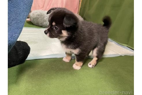 成約済の大分県のミックス犬-363420の16枚目