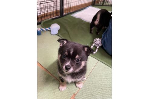 成約済の大分県のミックス犬-363420の15枚目