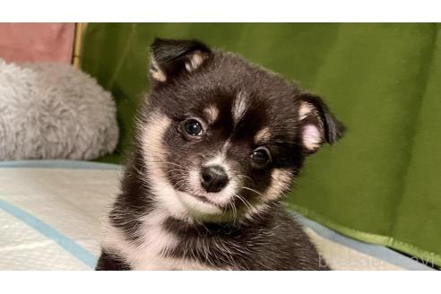 成約済の大分県のミックス犬-363420の14枚目