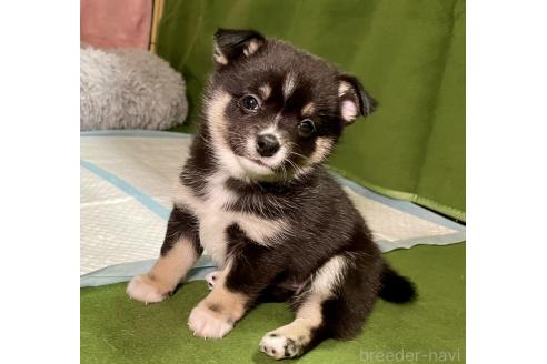 成約済の大分県のミックス犬-363420の13枚目