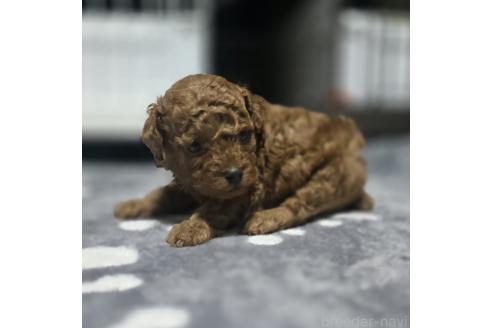 成約済の岡山県のトイプードル-362130の18枚目