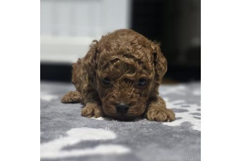 成約済の岡山県のトイプードル-362130の17枚目