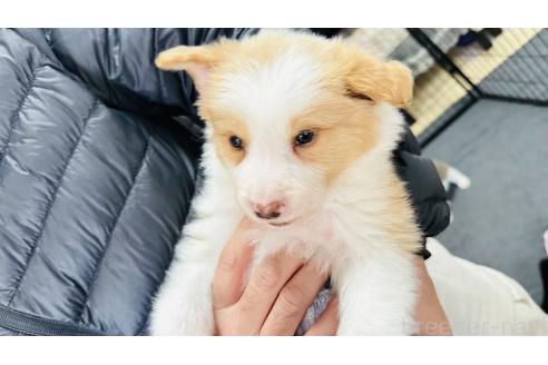 成約済の愛知県のボーダーコリー-363366の2枚目