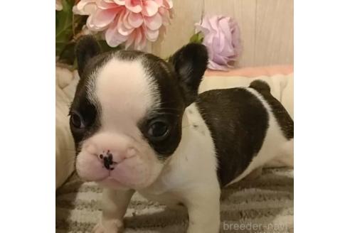 成約済の愛知県のフレンチブルドッグ-363439の1枚目