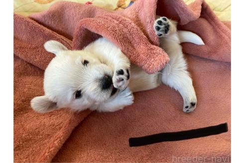 成約済の東京都のウエストハイランドホワイトテリア(ウエスティ)-363451の6枚目