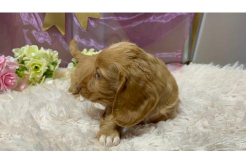 成約済の愛知県のミニチュアダックスフンド(ロングヘアード)-359001の5枚目
