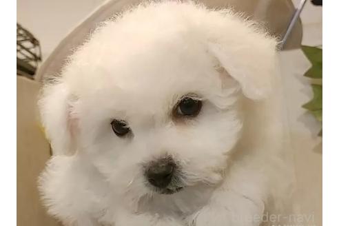 成約済の愛知県のビションフリーゼ-360677の12枚目