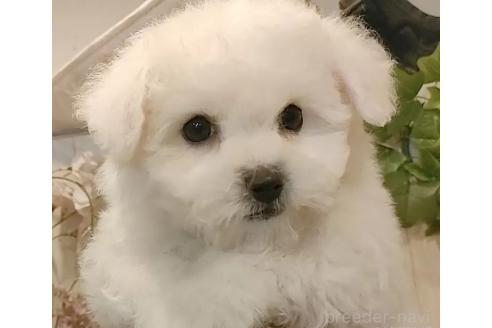 成約済の愛知県のビションフリーゼ-360677の11枚目