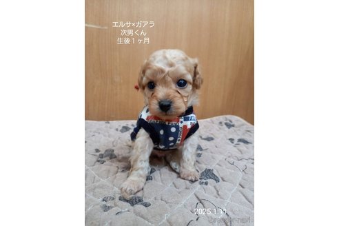 成約済の大阪府のタイニープードル-357168の2枚目