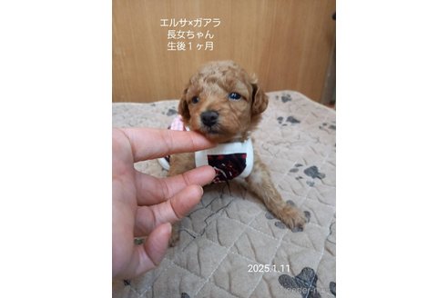 成約済の大阪府のタイニープードル-357166の8枚目