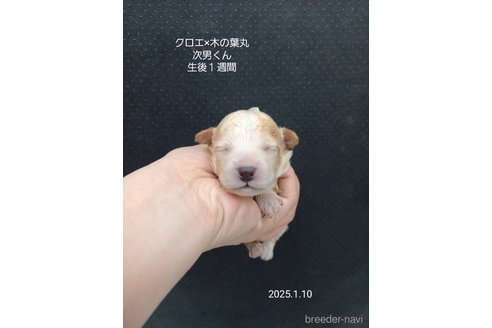 成約済の大阪府のティーカッププードル-361954の10枚目