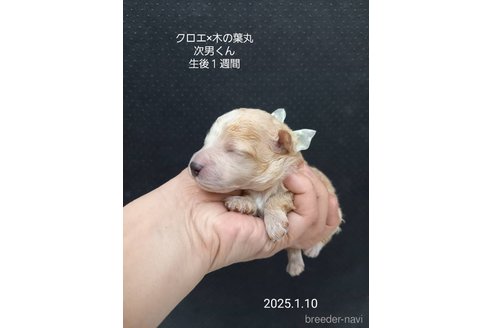 成約済の大阪府のティーカッププードル-361954の9枚目