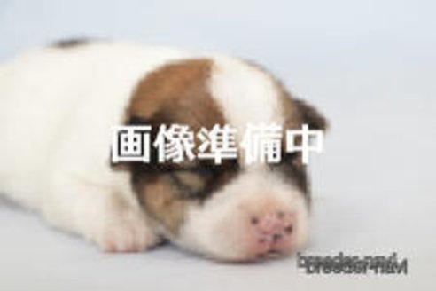 成約済の神奈川県のジャックラッセルテリア-363376の1枚目