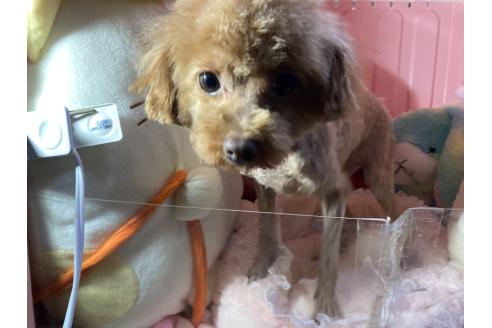 成約済の富山県のタイニープードル-350136の6枚目