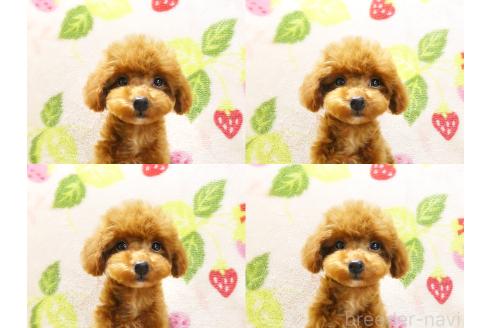 成約済の千葉県のティーカッププードル-348166の6枚目