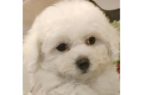 成約済の愛知県のビションフリーゼ-360214の1枚目