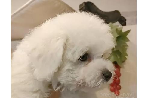 成約済の愛知県のビションフリーゼ-360214の11枚目