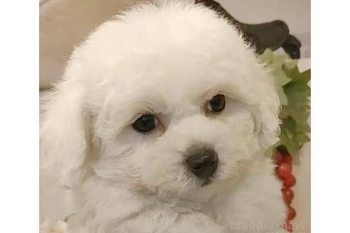 成約済の愛知県のビションフリーゼ-360214の6枚目