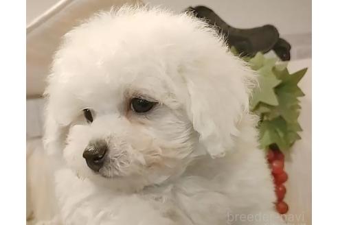 成約済の愛知県のビションフリーゼ-360214の5枚目