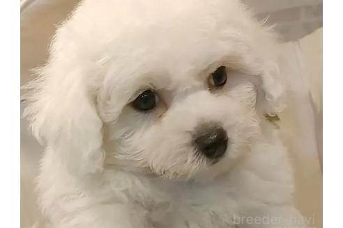 成約済の愛知県のビションフリーゼ-360214の4枚目