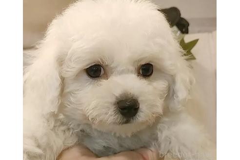 成約済の愛知県のビションフリーゼ-360214の3枚目