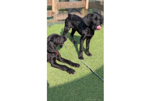 成約済の熊本県のミックス犬-346475の2枚目