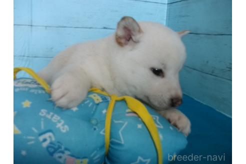成約済の埼玉県の柴犬-363480の4枚目