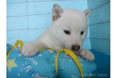 成約済の埼玉県の柴犬-363480の3枚目