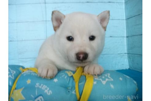 成約済の埼玉県の柴犬-363480の2枚目