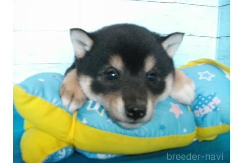 成約済の埼玉県の柴犬-363481の3枚目