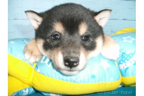 成約済の埼玉県の柴犬-363481の2枚目