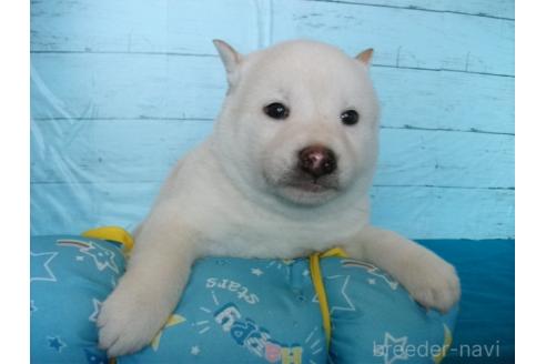 成約済の埼玉県の柴犬-363482の4枚目