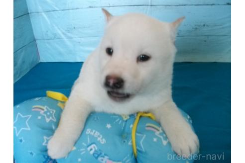 成約済の埼玉県の柴犬-363482の3枚目