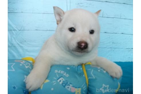 成約済の埼玉県の柴犬-363482の2枚目