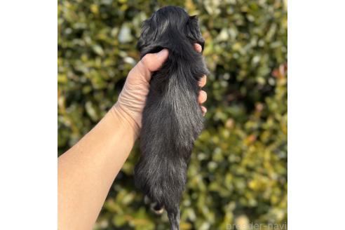 成約済の福岡県のカニンヘンダックスフンド(ロングヘアード)-363484の2枚目