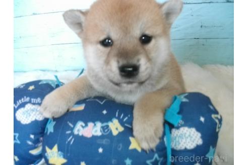 成約済の埼玉県の柴犬-363488の4枚目