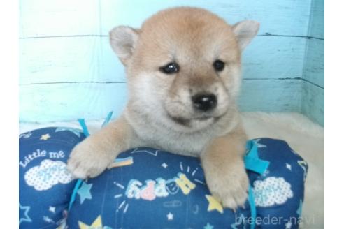 成約済の埼玉県の柴犬-363488の2枚目