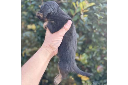 成約済の福岡県のカニンヘンダックスフンド(ロングヘアード)-363486の3枚目