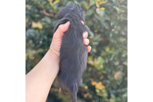 成約済の福岡県のカニンヘンダックスフンド(ロングヘアード)-363486の2枚目