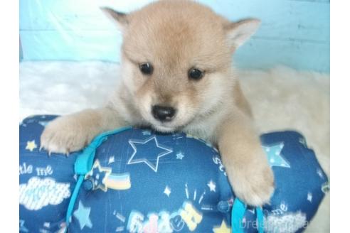 成約済の埼玉県の柴犬-363490の2枚目