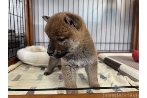 成約済の岡山県の柴犬-363491の5枚目