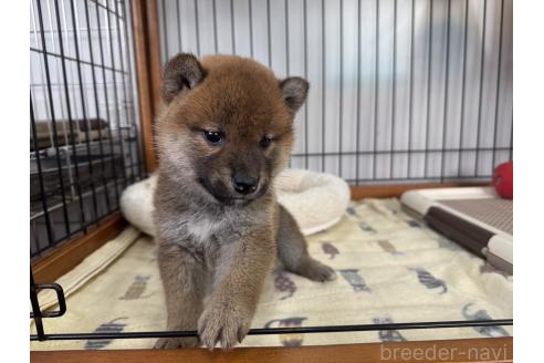 成約済の岡山県の柴犬-363491の4枚目
