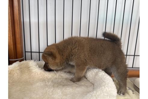 成約済の岡山県の柴犬-363491の3枚目
