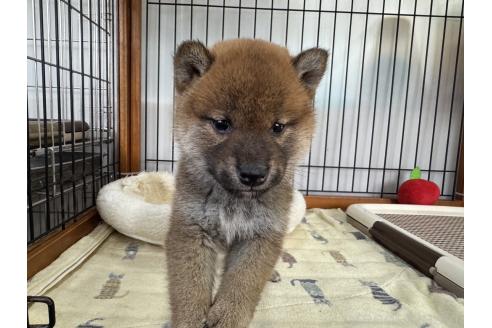 成約済の岡山県の柴犬-363491の1枚目